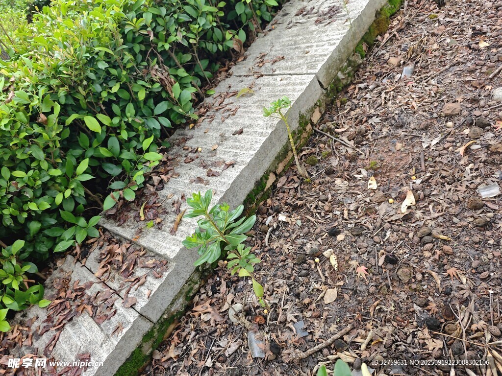 路邊綠植旁的木質(zhì)邊緣