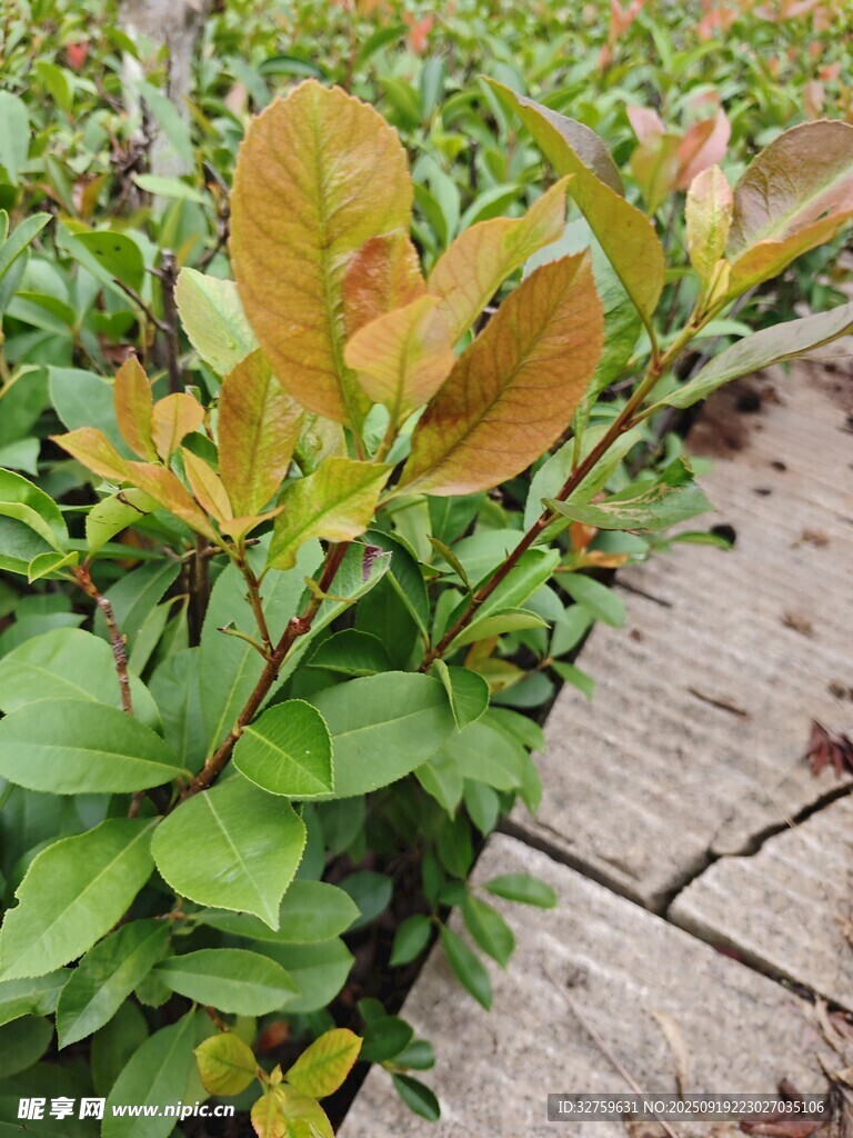 路邊多彩植物景觀