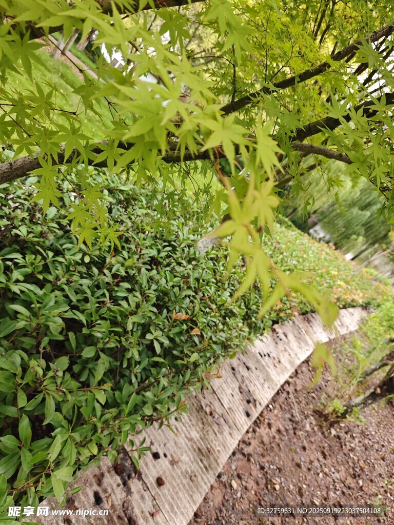 綠意盎然的林間小徑