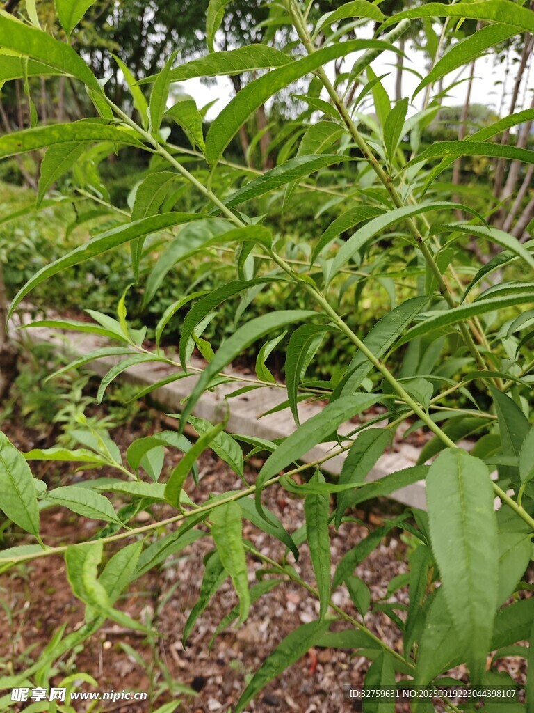 繁茂綠植中的腐朽木