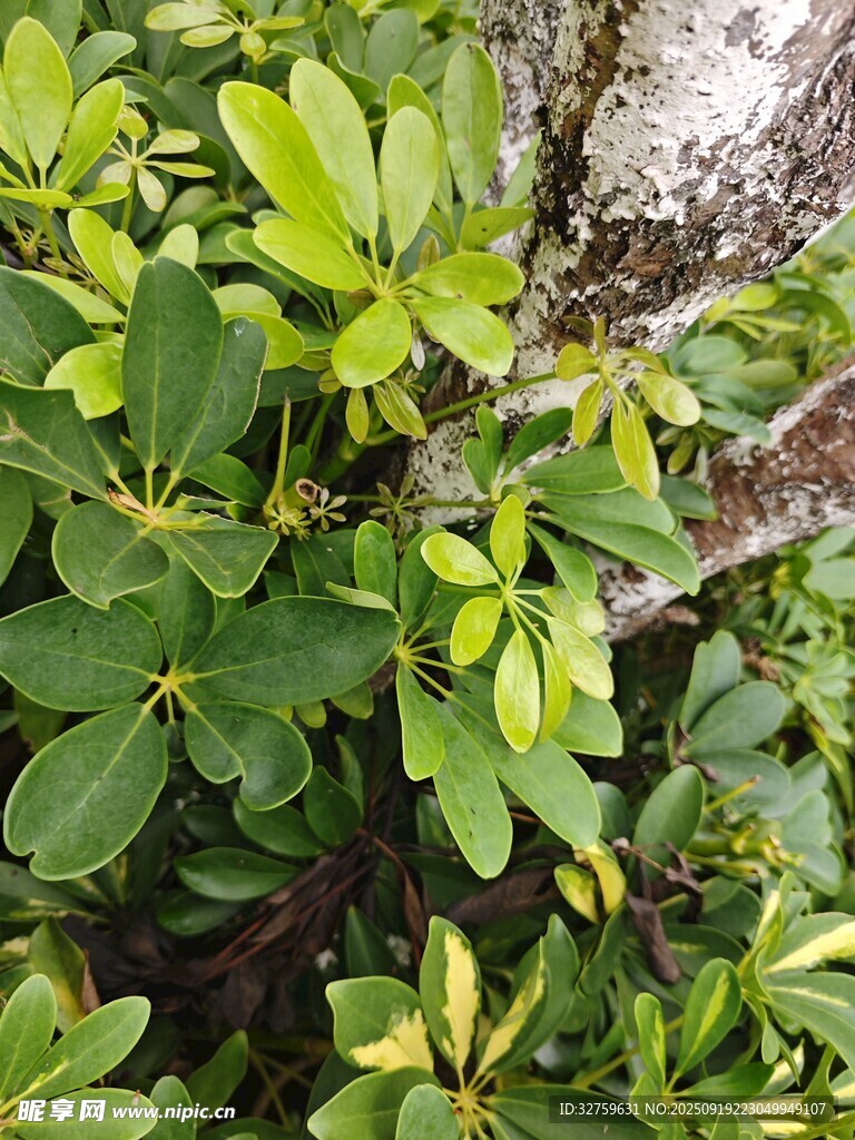 綠葉繁茂的綠植景觀
