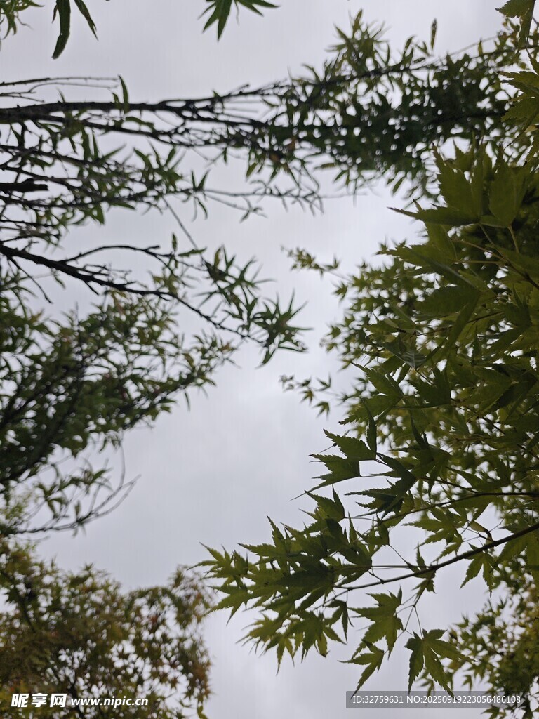 仰視翠綠枝葉與天空