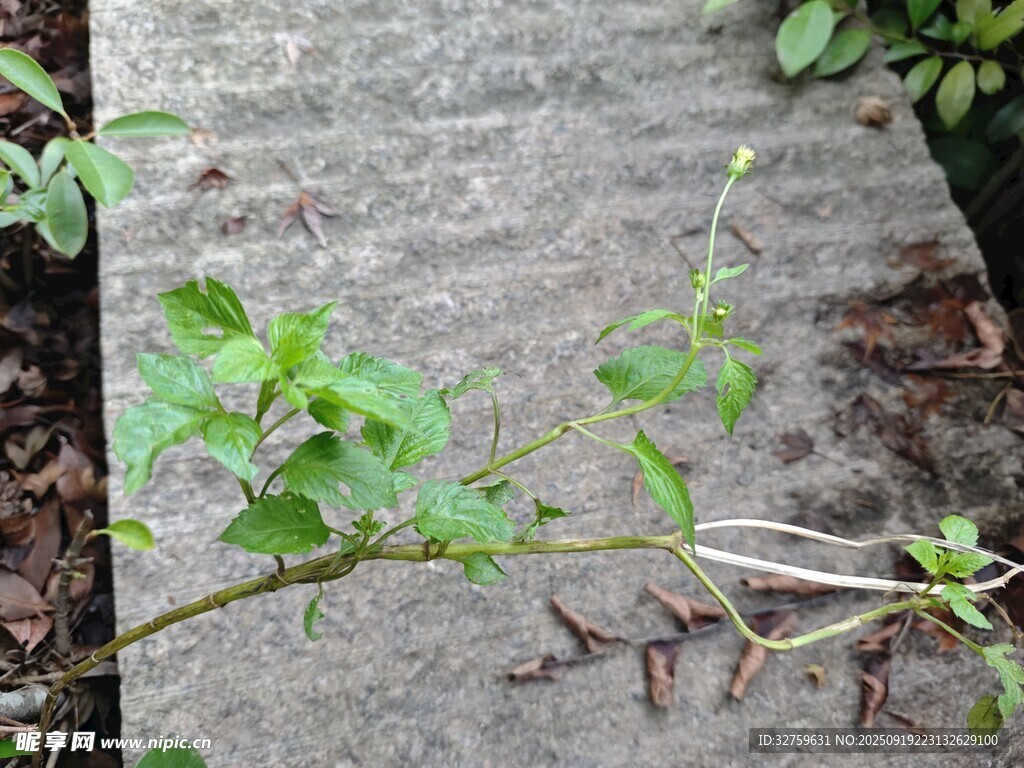 墻邊生長(zhǎng)的嫩綠植物
