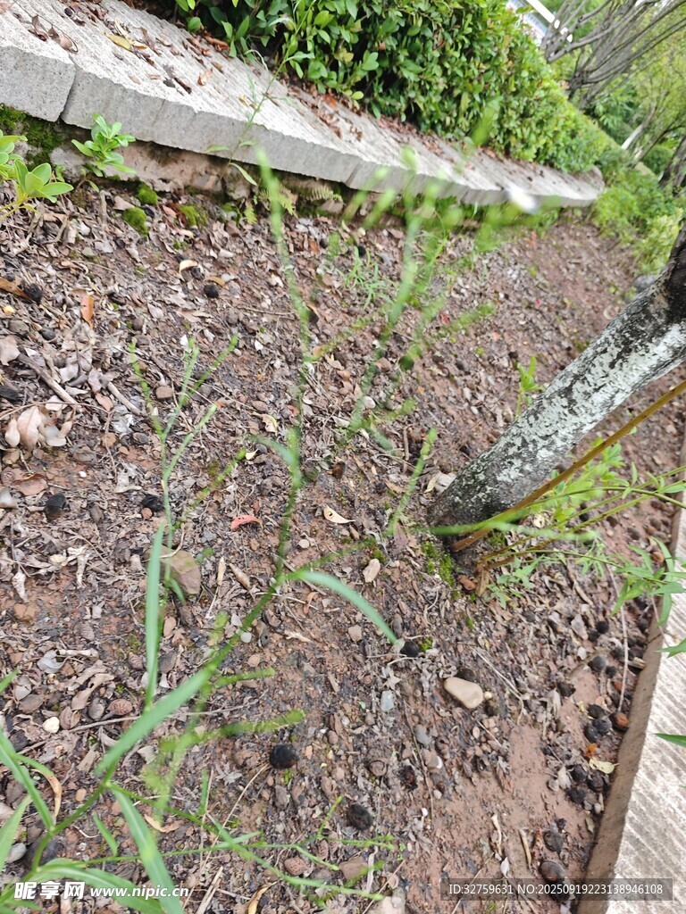 花園中新生的嫩綠幼苗