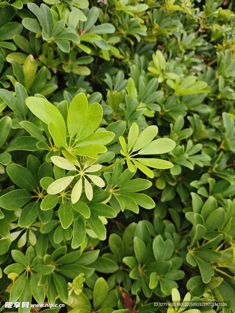 翠綠繁茂的綠植景觀