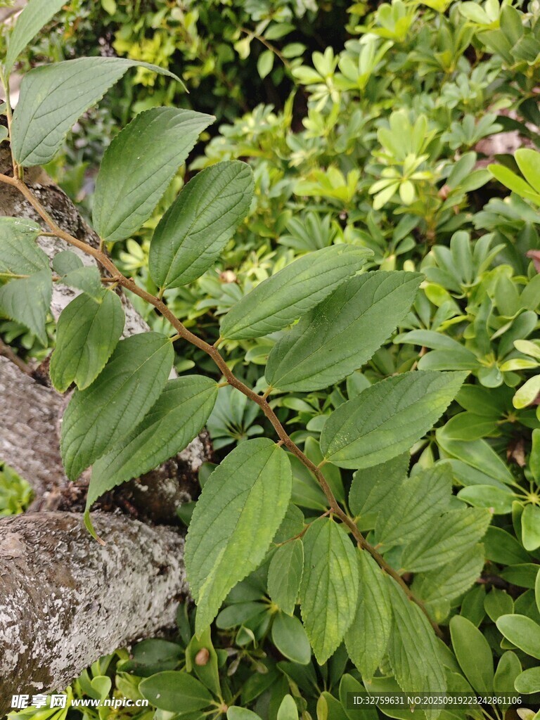 翠綠枝葉特寫