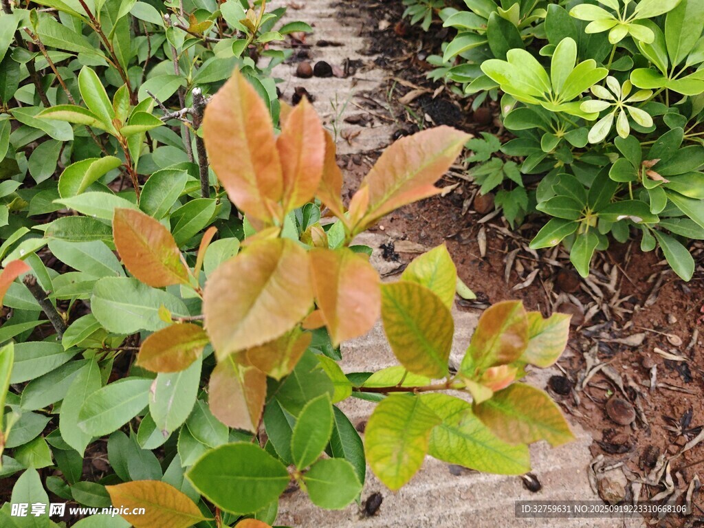 秋日斑斕葉片植物景觀