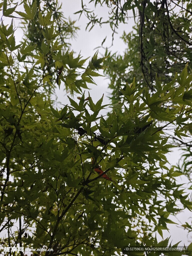 枝葉繁茂的綠色樹木