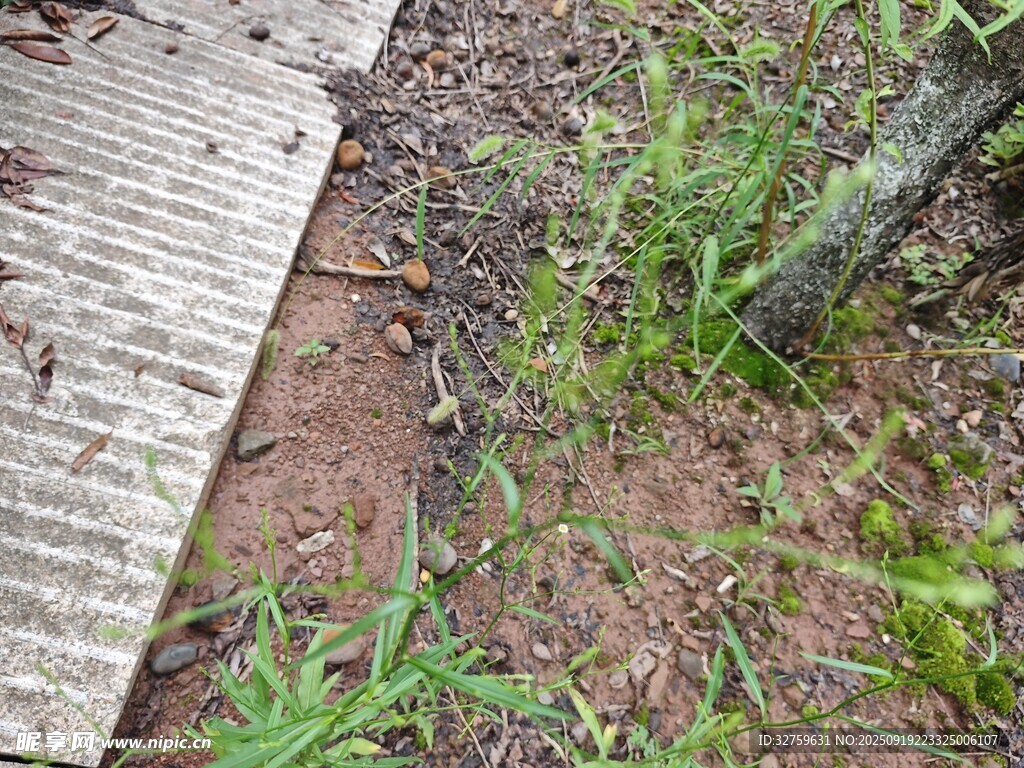 木板路旁的泥土與綠植