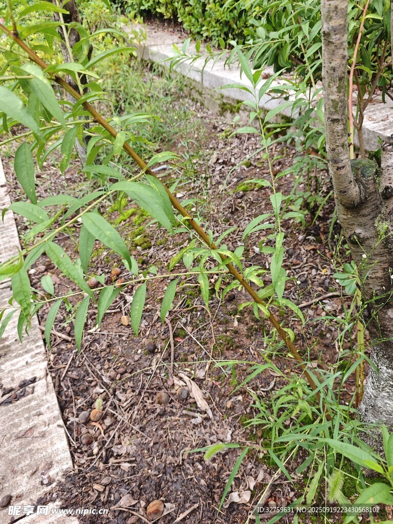 林間小徑旁的翠綠植物