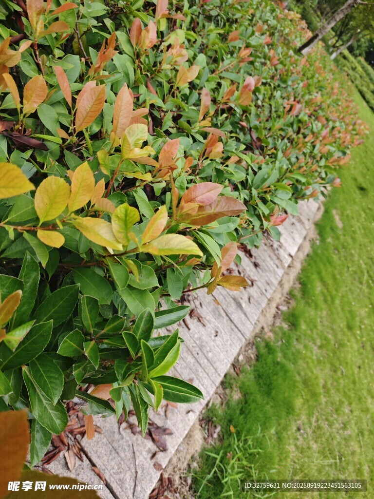 多彩植物與草地景觀