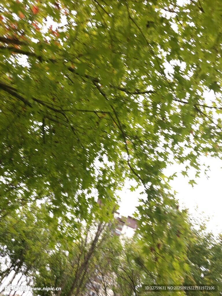 仰視茂密翠綠的樹林