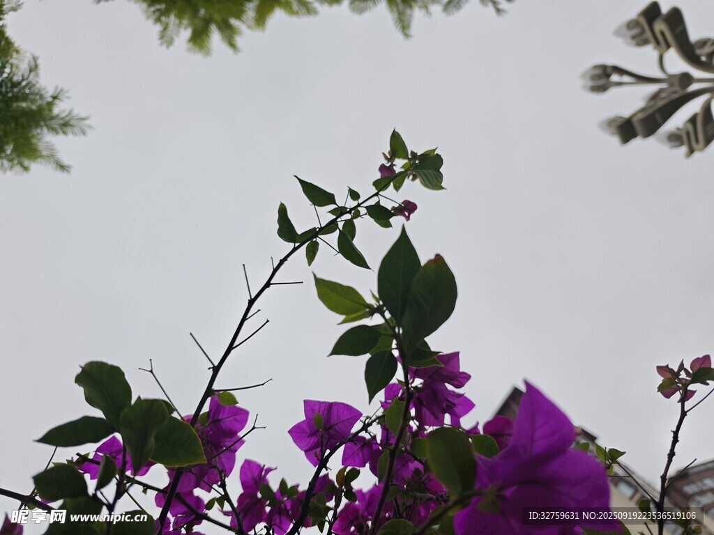 紫花綠葉映襯天空
