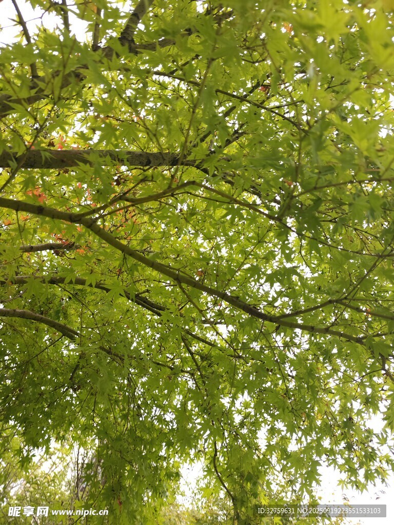 繁茂綠葉下的自然景致
