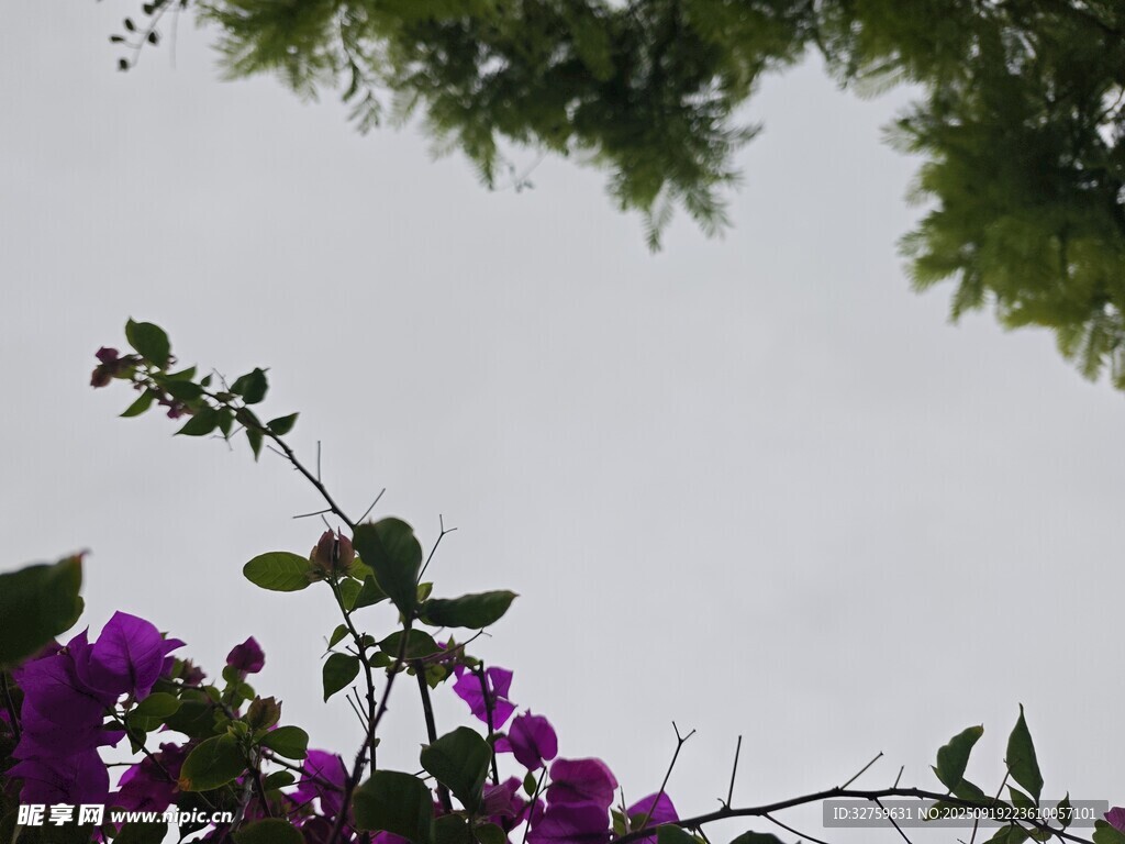 紫花綠葉映襯灰白天空