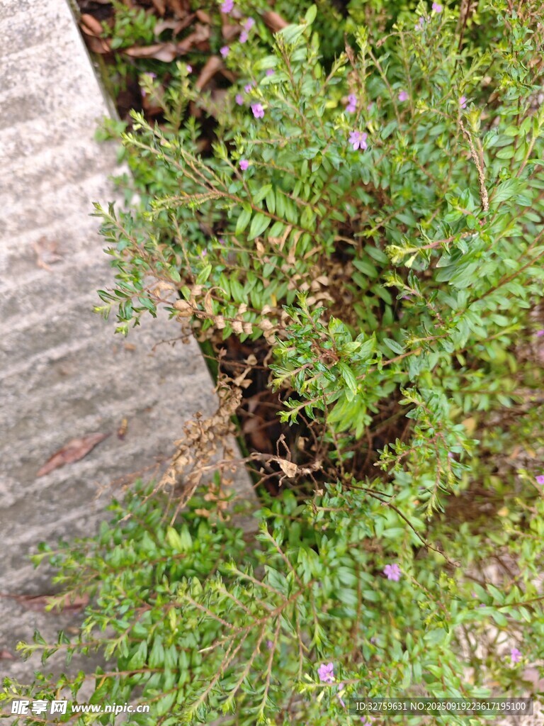 墻邊綠植特寫