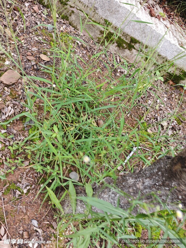 地面生長的綠色雜草