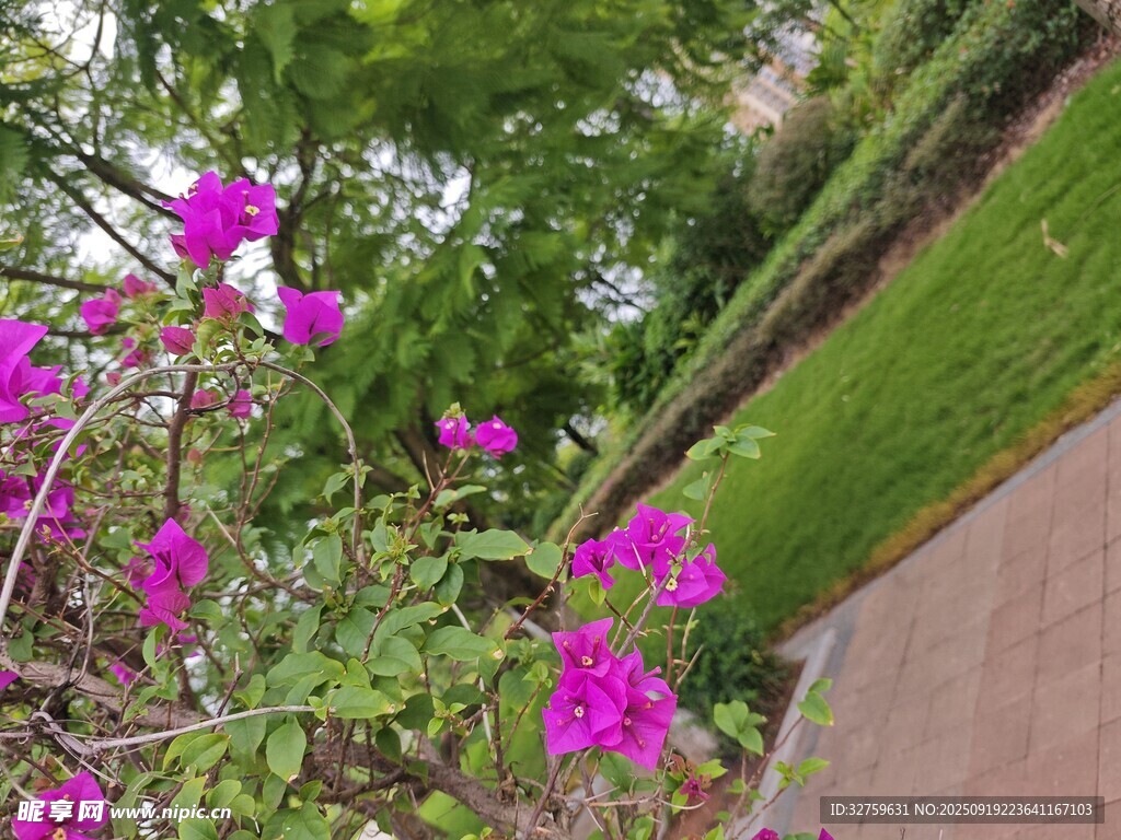 路邊綻放的艷麗紫色花朵