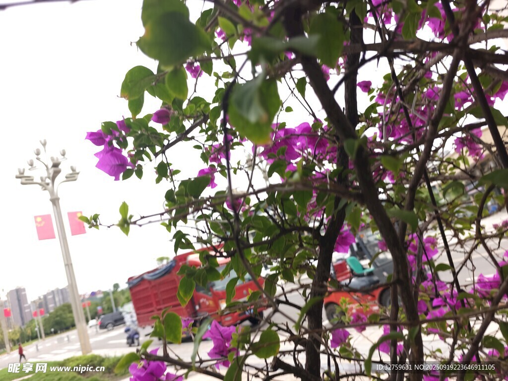 綻放的紫色花卉景觀