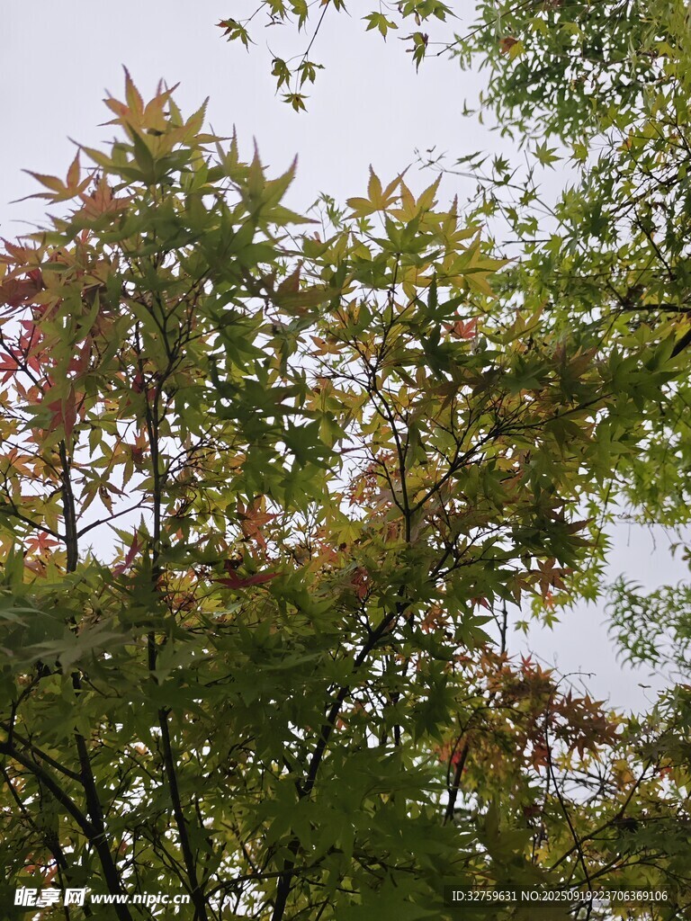 多彩樹葉展現(xiàn)自然之美