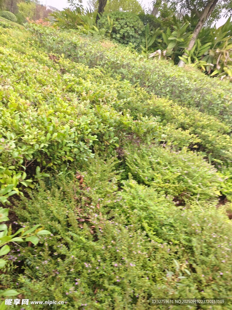 綠意盎然的茶園景觀