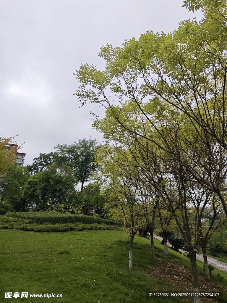 綠意盎然的公園景致