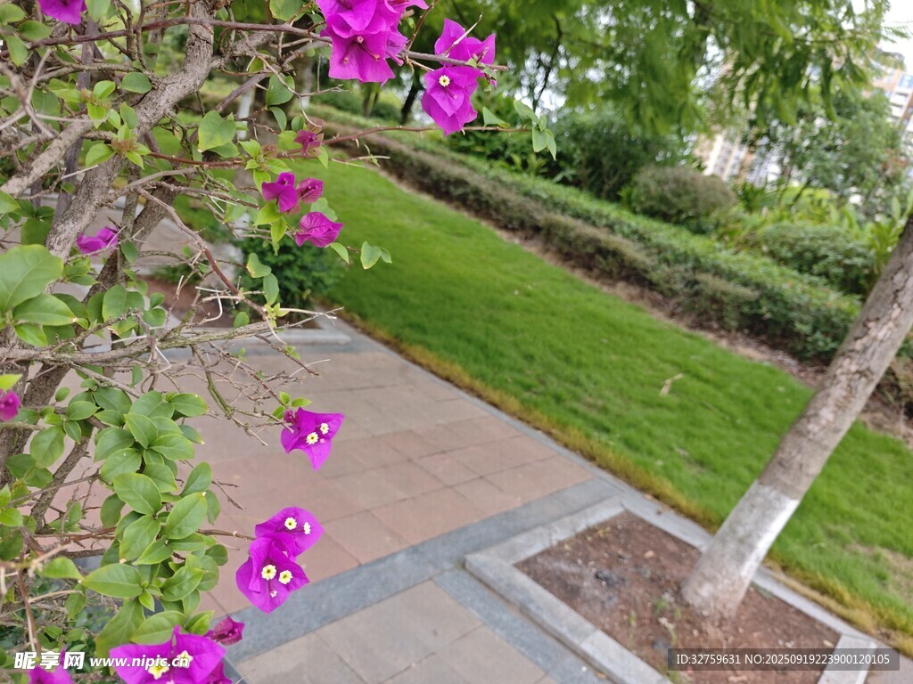 花園小徑旁的紫色花卉