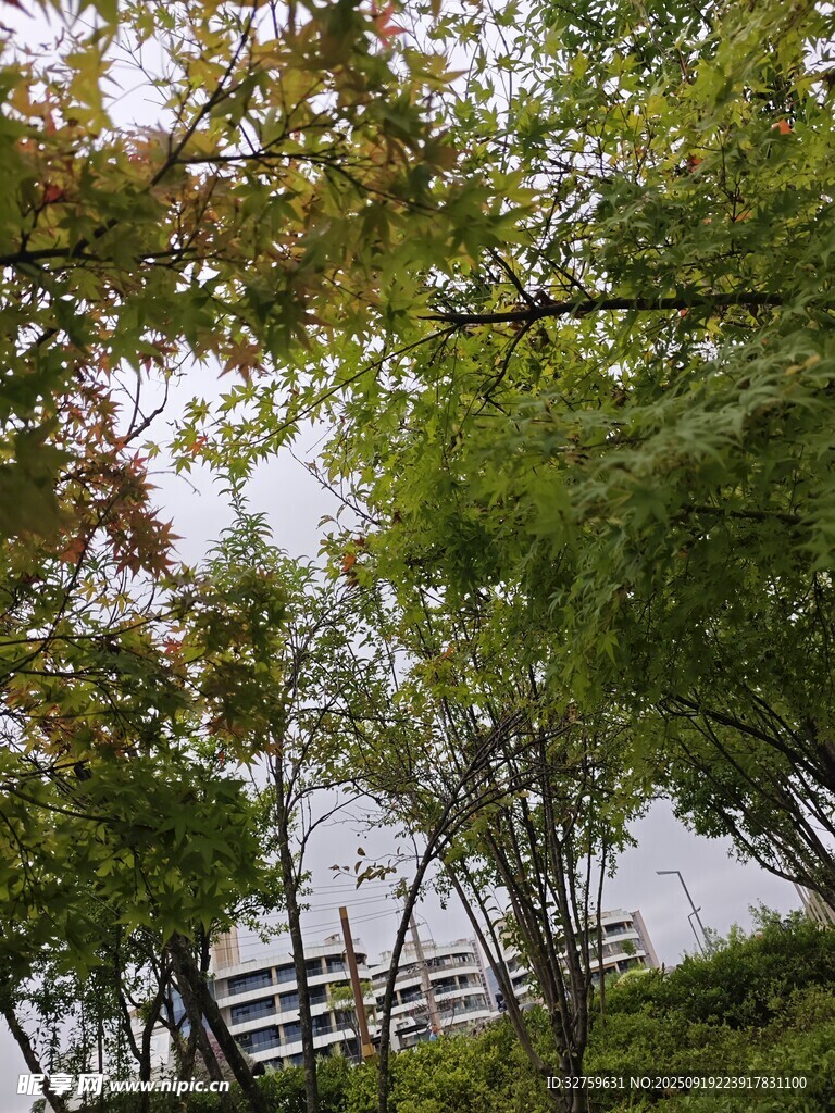 湖畔綠蔭下的寧?kù)o景致