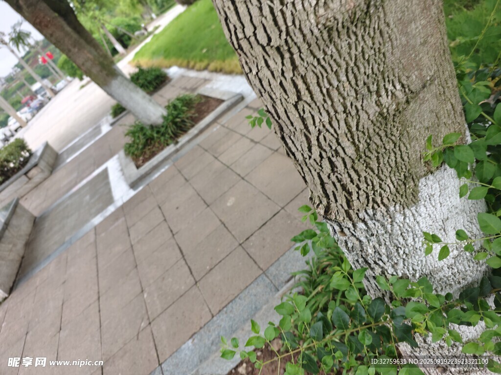 樹干旁的綠植與步道