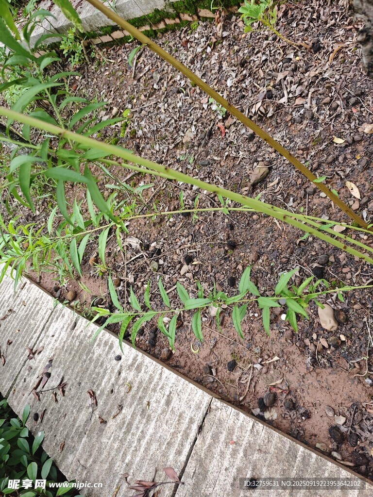 木板旁生長的嫩綠植物