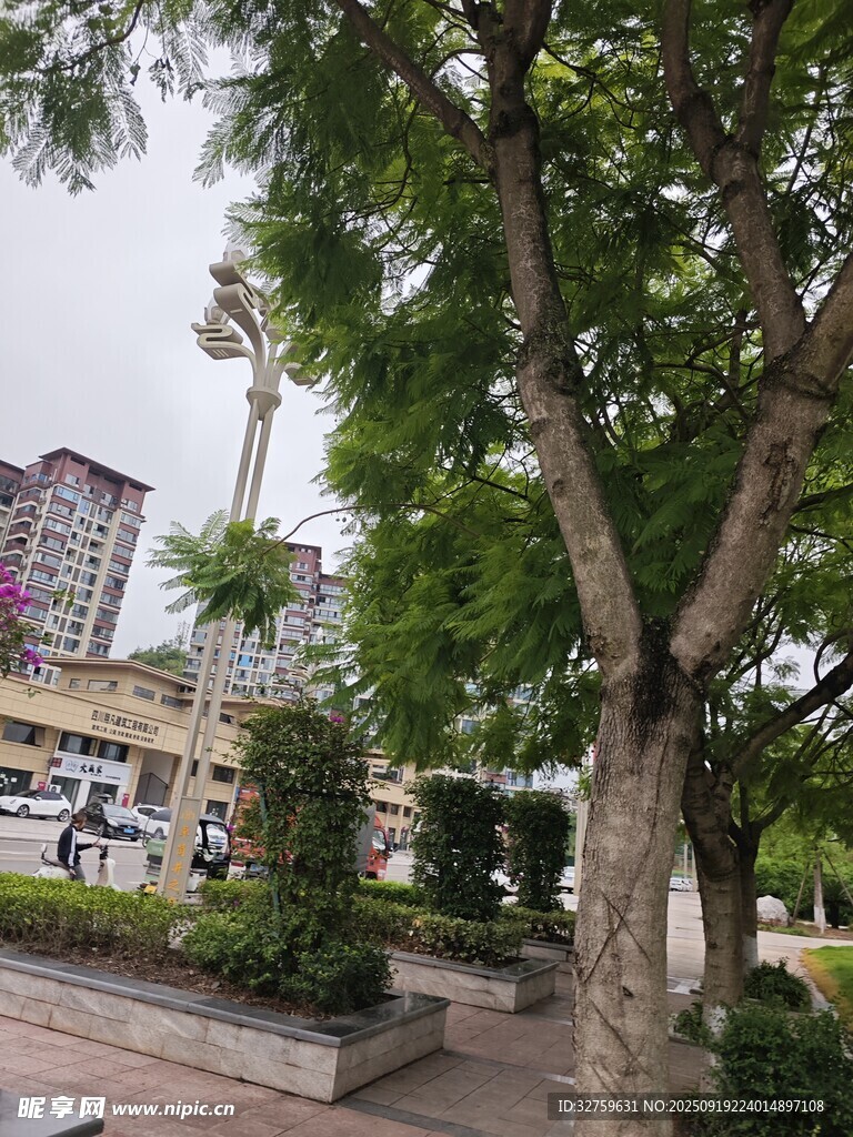 城市街邊綠樹(shù)與遠(yuǎn)處建筑