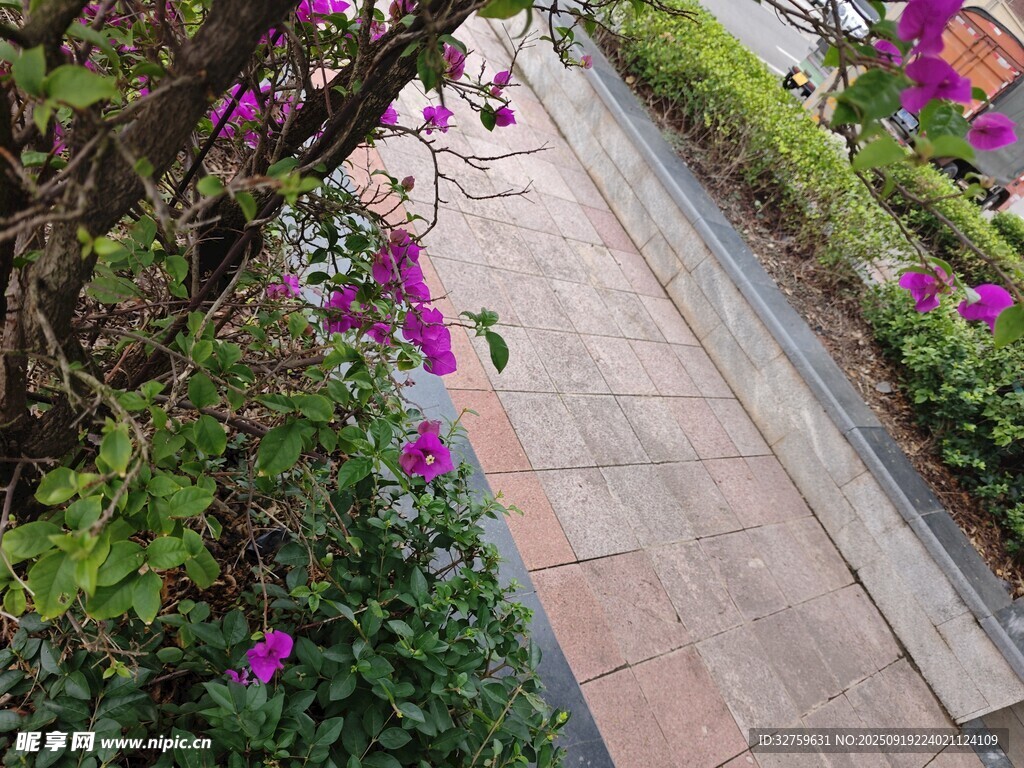 繁花簇擁的幽靜步道