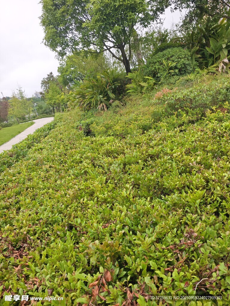 綠意盎然的山坡茶園