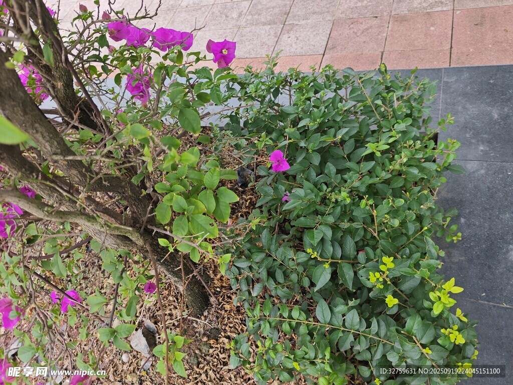 庭院多彩花卉綠植景觀