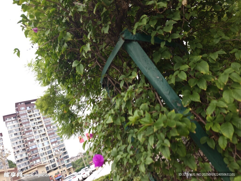 綠葉覆蓋的戶外綠色支架
