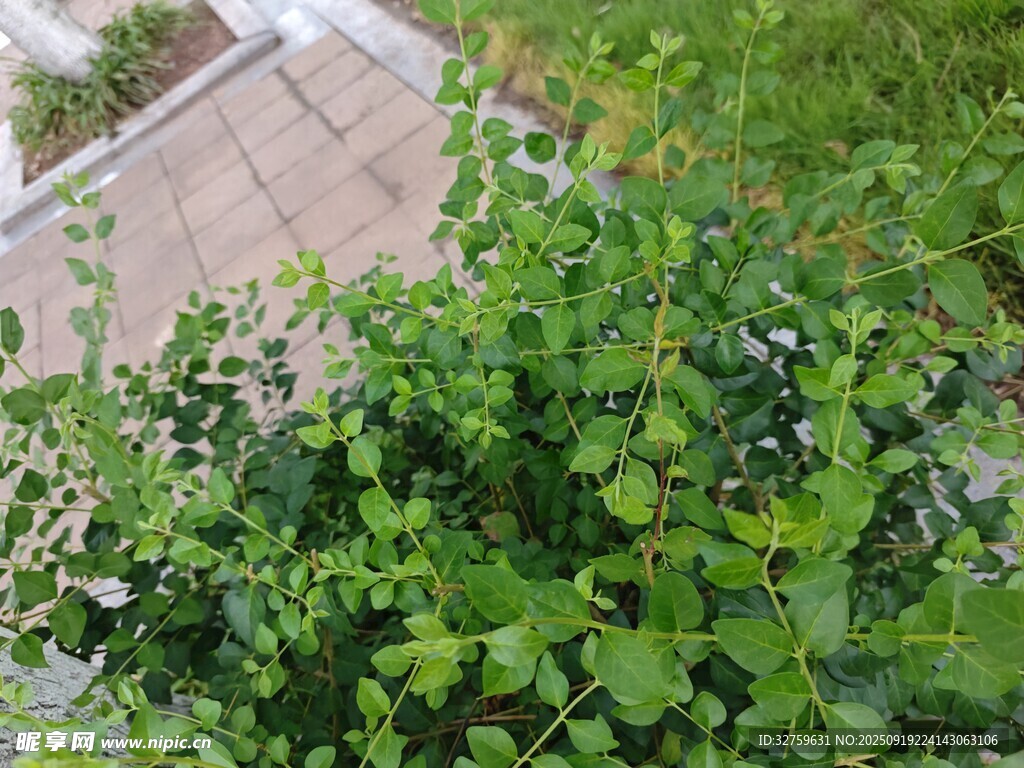 綠葉繁茂的庭院植物