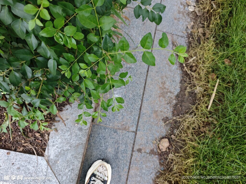 小徑旁綠植與人的腳步