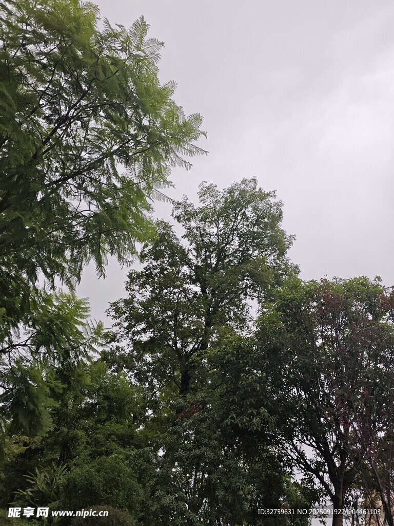 陰天里的蔥郁樹木