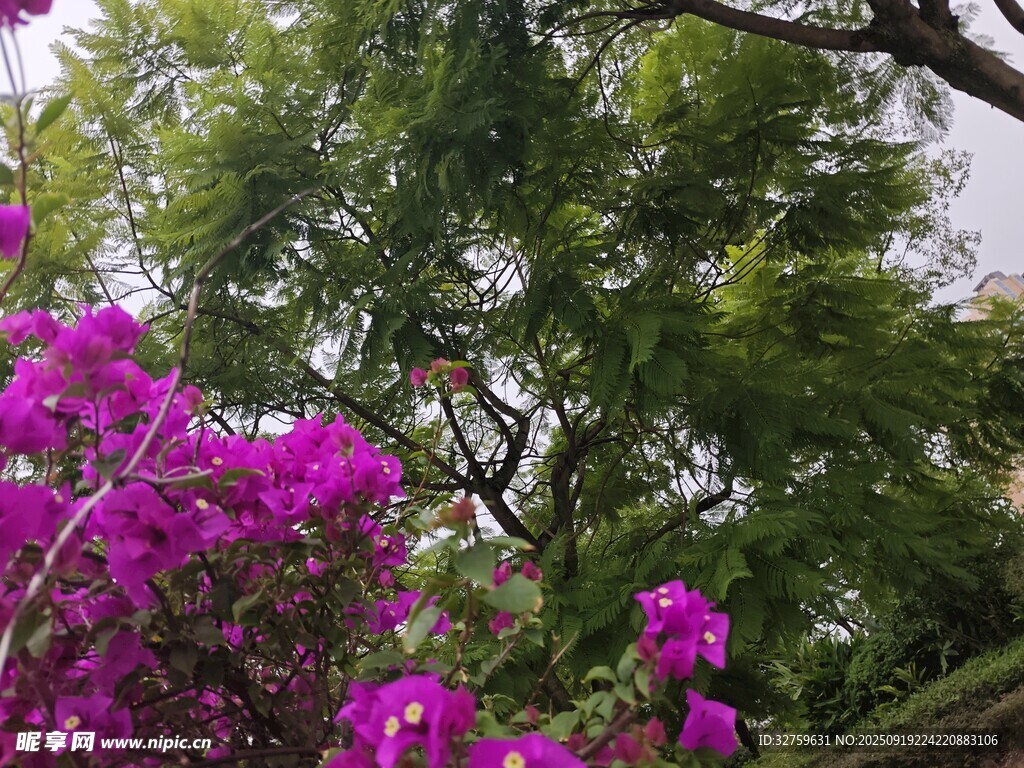 繁花綠樹(shù)間的自然景致