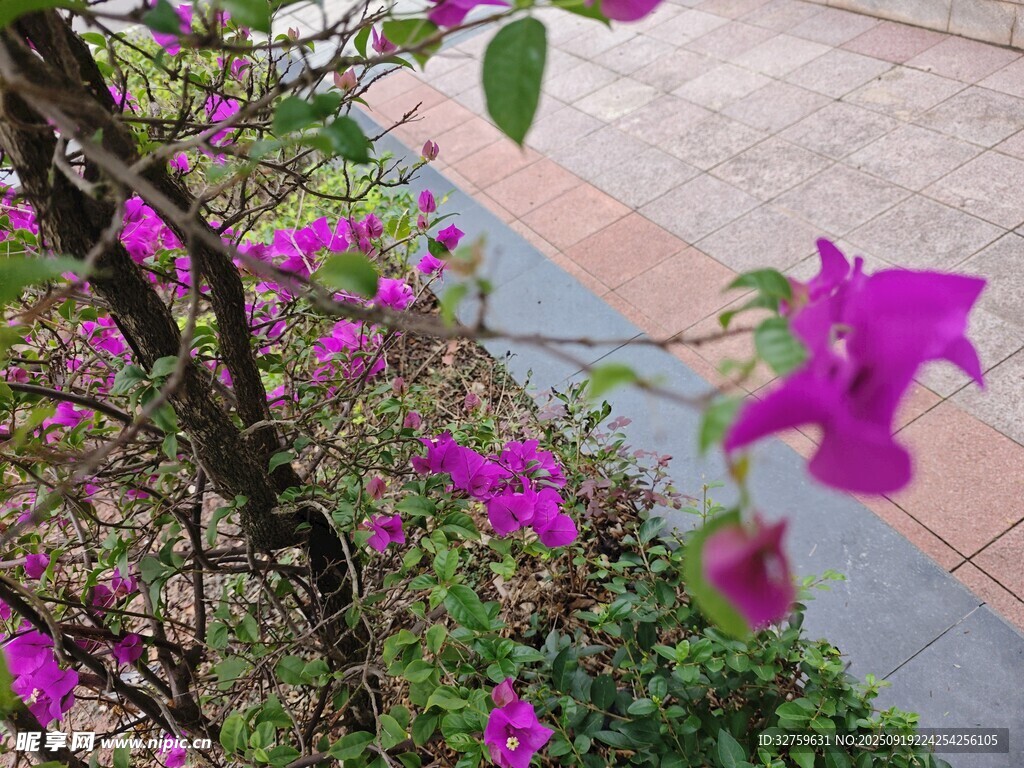 綻放的紫色三角梅