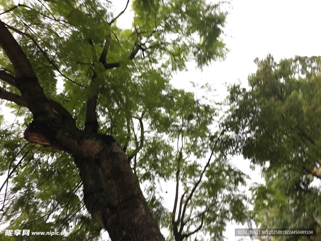 繁茂大樹(shù)