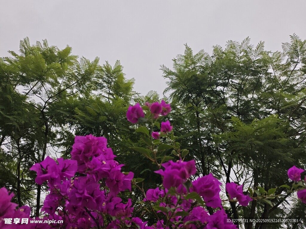紫花綠樹(shù)相映成趣