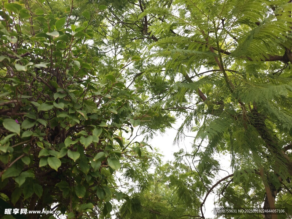 仰視繁茂綠樹(shù)