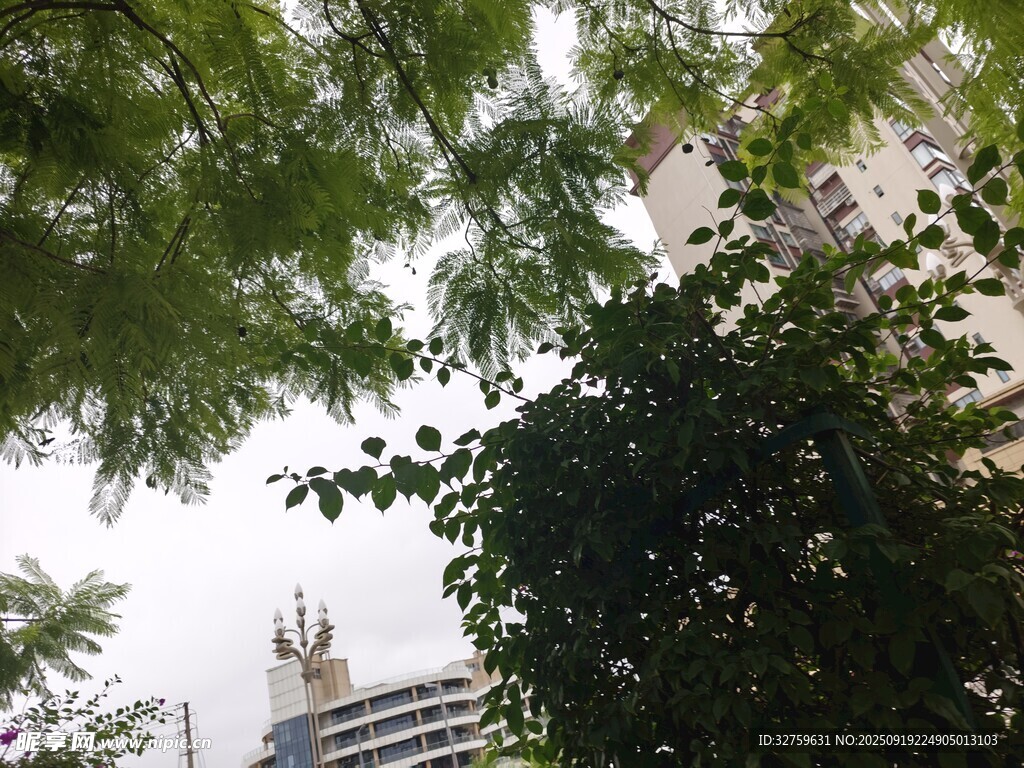 仰視綠樹與高樓景觀