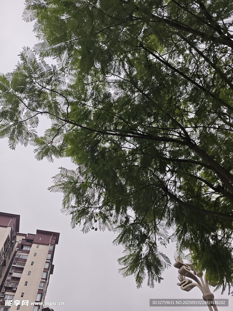 樹梢上的城市風(fēng)景