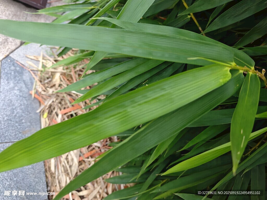 翠綠竹葉特寫