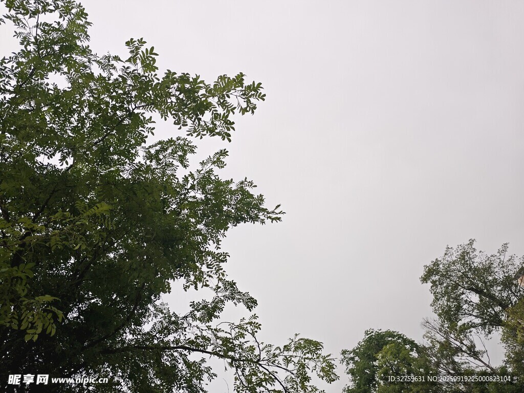 仰視綠樹(shù)與灰白天空