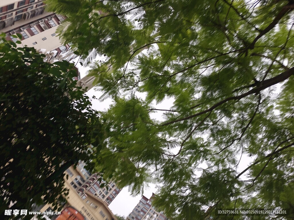 仰視繁茂樹枝與樓景