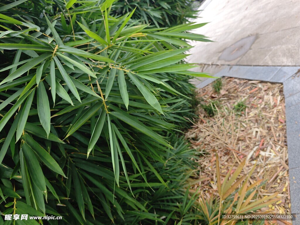 翠綠竹葉與墻邊植物景觀