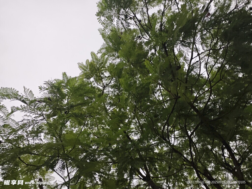 仰視蔥郁樹木枝葉